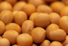 科学家研究大豆醋作为尿酸积聚的替代疗法