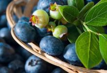 蓝莓汁已被证明可以增强大脑功能