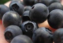 吃蓝莓和草莓是预防认知障碍的积极解决方案