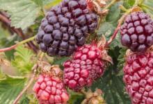 日本研究得出结论波森莓有助于维持血管稳定性