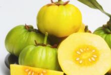 藤黄果可降低高脂饮食引起的高脂血症