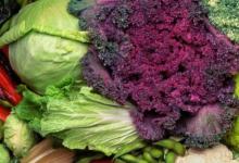 羽衣甘蓝和西兰花等蔬菜产生的天然化学物质有助于保持肠道健康