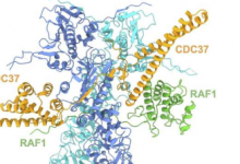 RAF1蛋白结构揭晓肺癌新药研发关键一步