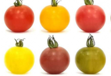 多重基因编辑快速定制不同果实颜色的番茄品种