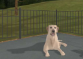 虚拟拉布拉多犬可以帮助研究人员解决狗咬伤问题