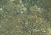 研究将冷水冲击与东太平洋灾难性的珊瑚崩溃联系起来