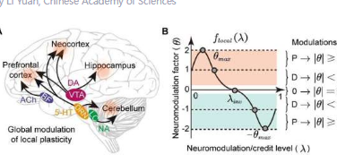 类脑学习算法实现人工神经网络和尖峰神经网络的化塑性