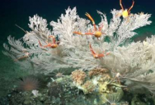 科学家在加拉帕戈斯群岛发现了更多健康的深海珊瑚礁和新的海山
