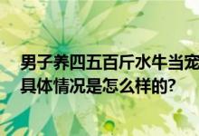 男子养四五百斤水牛当宠物取名奶糖 网友：好可爱的名字 具体情况是怎么样的?