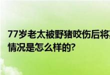 77岁老太被野猪咬伤后将其反杀 4天内咬伤了两位村民 具体情况是怎么样的?